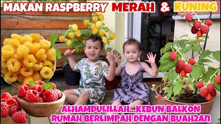 ANAK BULE JAWA MAKAN BUAH RASPBERRY DI KEBUN BALKON RUMAH