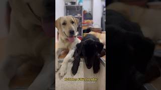 Babbles&Wednesday BestFurriends Forever | #LabradorRetriever #shorts