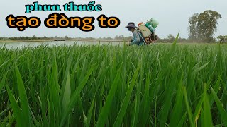 Phun thuốc tạo đòng to cho giống lúa OM380 #19 l Thanhdotv