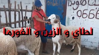 لبغا الحاولي دل العيد🐏 و يحاول عالجيب يجي عند بشعيب🐑#سلا#المغرب#مشاهير