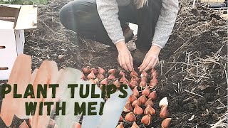 Plant Tulip Bulbs With Me!