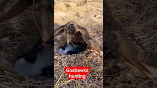 Goshawks hunting crow 😉 #birds #eaglehunting #shikratraining #eaglehunters #hunting