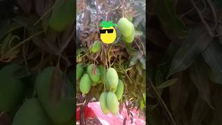 yummy mango's #viral #badobadi #shorts #mango #funny #youtubeshorts #trendingshorts #viralvideo #new