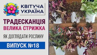 Комнатные растения. Традесканция: уход, виды, размножение.