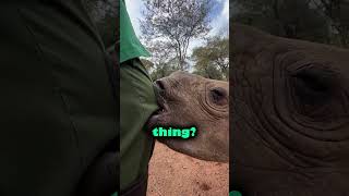 This Black Rhino has a weird habit.