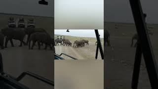 Everyone was just silent 😶 #youtubeshorts #safarimoments #safarisightings #amboseli #comment #like