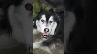 Siberia Husky loves his fan!!