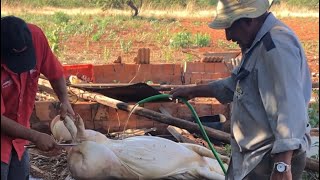 Dia de fatura de carne na roça