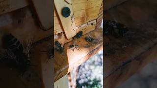 Varroa Tod,  Bienen retten