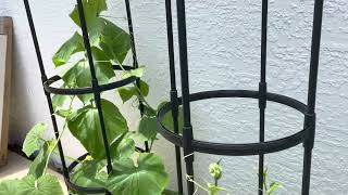 How to grow Cucumbers in pots on Trellis Florida Zone 9b