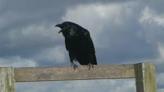 Raven at MacKerricher State Park