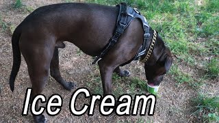 Pitbull vs Yummy Ice Cream!