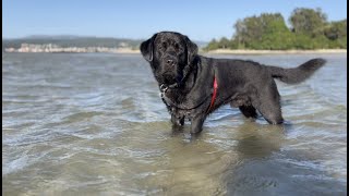 Banksy Detroit (Black Labrador)