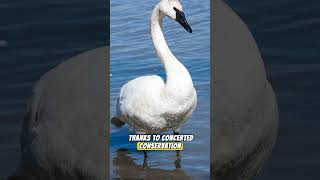 The Majestic Journey of the Trumpeter Swan #shorts #swans  #animals #wildlife #nature