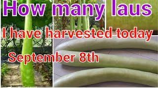 How many laus I have harvested today september 8th.