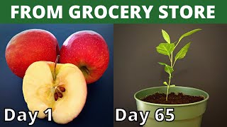 How To Grow Apple From Seed | Meluth