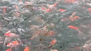 Koi Cantik Bendogerit Farm || Koi || Blitar