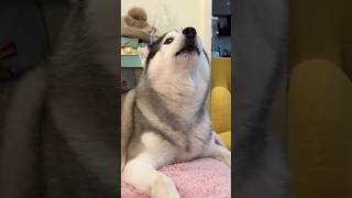 Husky Acts Like a Human (and it's SCARING me)