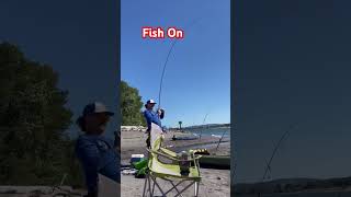 Fish on, bank fishing Columbia river for Summer Chinook #pnw #outdoors #river #salmon