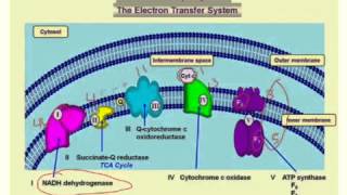 The Electron Transport Chain (ETC)