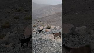 Mountain Goats | Early morning view at Jebel Jais #mountain #goat #early #morning #sunrise