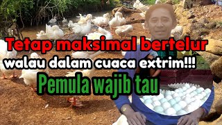 tetap maksimal bertelur walau dalam cuaca extrim!!!pemula wajib tau