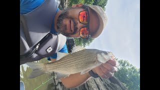 Por fin picaron los white bass