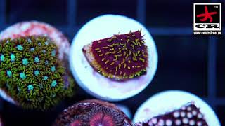 Saint Valentine Day corals