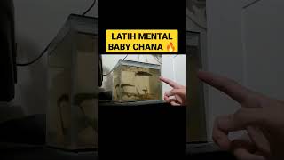 TRIK LATIH MENTAL BABY CHANA