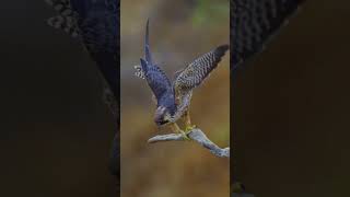 Birds of prey in flight #birdsofprey #falcon #shorts #nature #subscribe #nature #raptors #hawks