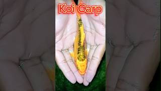 🔥 কই কার্প || Koi Carp fish || @MaserKhamar #youtubeshorts #shortvideo #viral #aquarium #fish