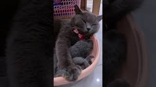 Những cử chỉ đáng iu của bầy mèo Anh lông ngắn baby new born #meoanhlongngan #yeumeo #pet #cacanh246