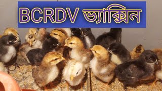 BCRDV বাচ্চা মুরগির ভ্যাক্সিন করার নিয়ম | মুরগির খামার | মুরগি পালন পদ্ধতি | desi murgi palon 2024