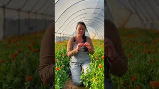 All about Calendula #flowers #ediblegardening #organicfarming