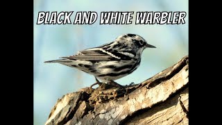 Black and White Warbler