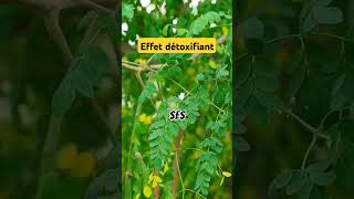 Effet détoxifiant #santé #moringa #detoxification #bienêtre