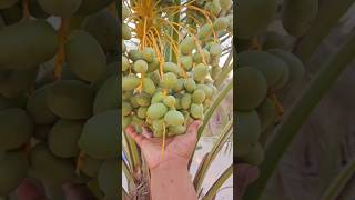 பேரிச்சம் பழம் மரம் | Dates tree #datestree #dates #like #share #subscribe #shorts