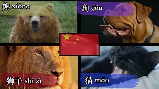 Învățați Vocabular Chinez pentru Începători - Animale