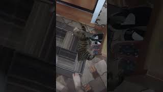 У меня убежала кошка. Причина на видео. Нужна помощь в поиске #cat #кошка #кошки #сос #sos