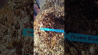 Use paint pens when identifying plants with labels #blueberry #gardening