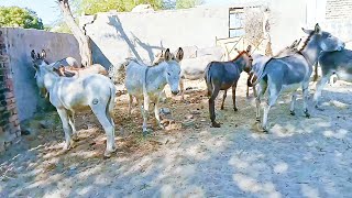 Donkeys are doing #masti Please Subscribe