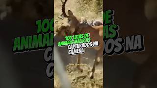 100 lutas de animais malucas capturados na câmera. #vidaselvagem