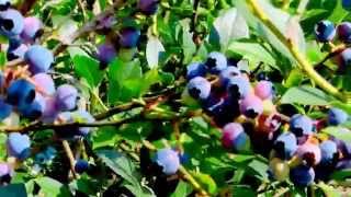 Heidelbeere / Blueberry Jul. 2015