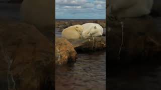 🐻 STRANDED POLAR BEARS 🐻 #viral #sad #animals #wildlife #shorts #life #love #endangeredspecies