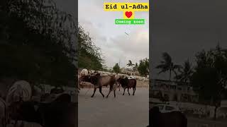 Eid ul-Adha#viralshort #rahatnazfoodsecrets #youtubeshorts