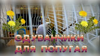 МОЖНО ПОПУГАЮ ОДУВАНЧИК? ОДУВАНЧИКИ ПОПУГАЯМ. ЗЕЛЕНЬ ДЛЯ ПТИЧЕК.