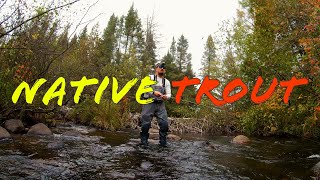 Trout Hunting | Tiny stream Upper Peninsula of Michigan