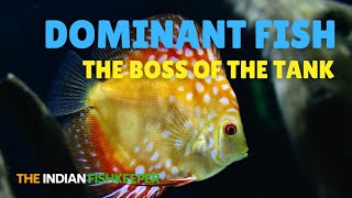 Dominant Fish in Your Aquarium! Which One Rules the Tank? #aquariumtips #discus