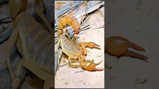 Top 10 Most Dangerous Scorpion in the World #shorts #top10 #dangerous