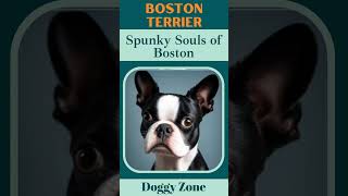 Boston Terrier: The Spunky Souls of Boston | Dog Breeds | Dog Lovers